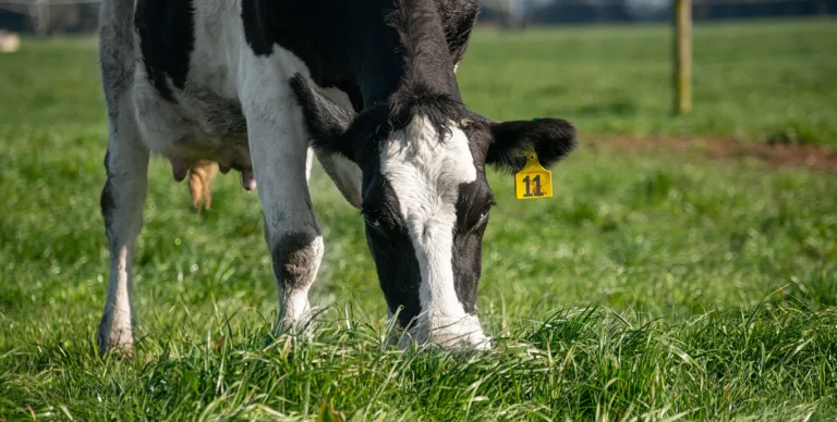 Spring pasture nutrition: Are your cows getting enough? - Agvance nutrition