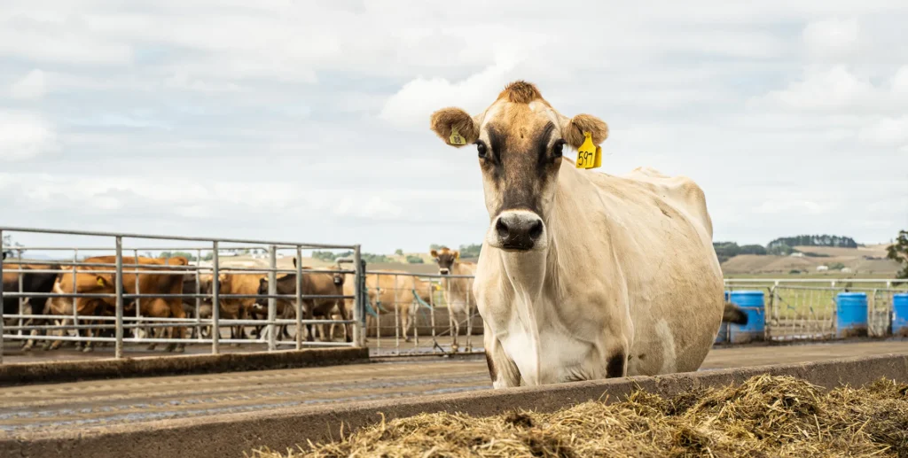 Weak pre-mating heats and mineral health | Agvance Nutrition