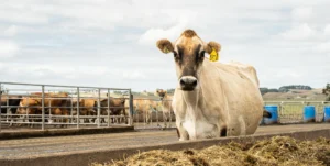 Weak pre-mating heats and mineral health | Agvance Nutrition