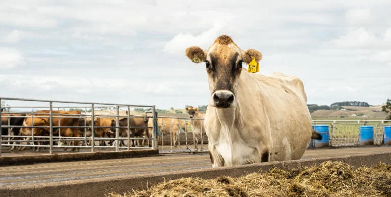 Weak pre-mating heats and mineral health | Agvance Nutrition