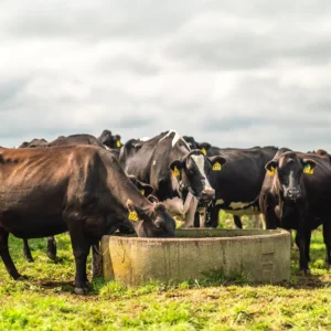 Selisseo® Organic Selenium for Dairy Cows