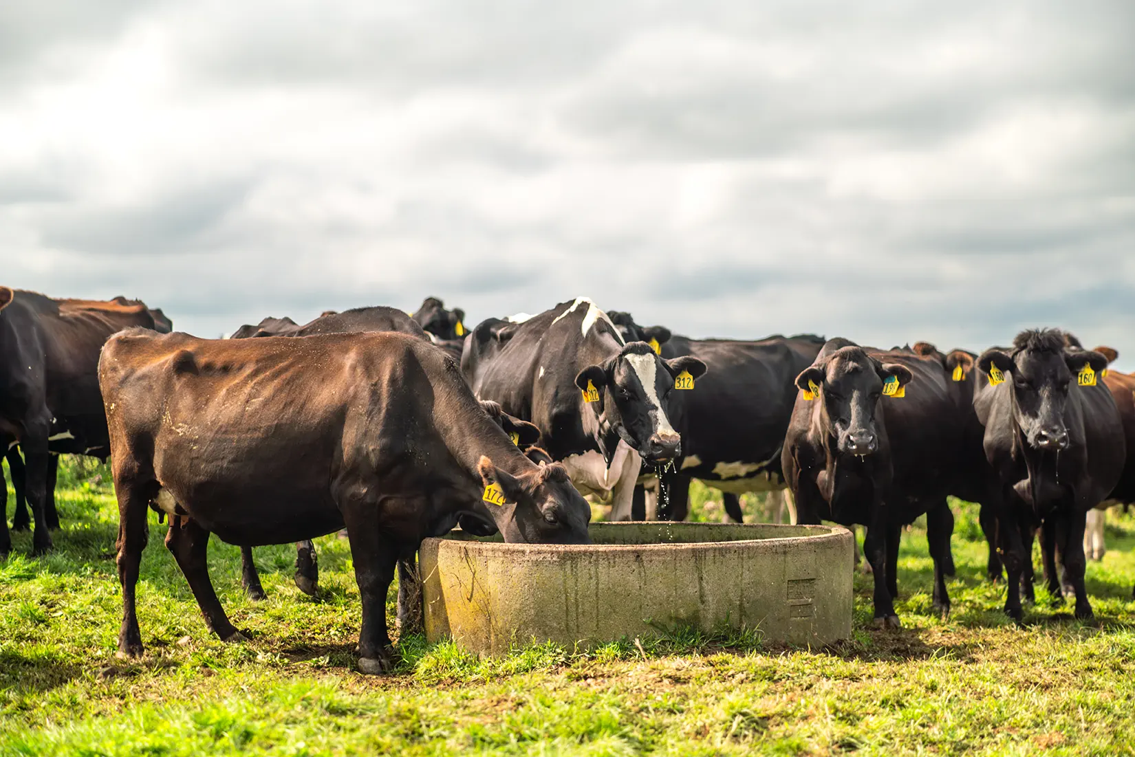 Selisseo® Organic Selenium for Dairy Cows